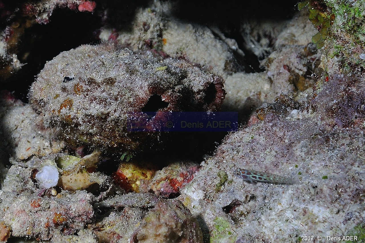 Polycarpa pigmentata ascidie pigmentee Eviota guttata Gobie pygmee-Safaga Tobia harba-6m-20171121-Denis-ADER-DSC_3287_tn.jpg